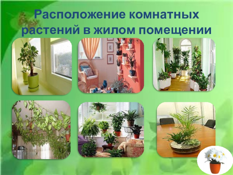 Местоположения растений. Расположение комнатных растений. Приемы размещения комнатных растений. Приемы размещения растений в интерьере. Приемы размещения комнатных растений в интерьере.