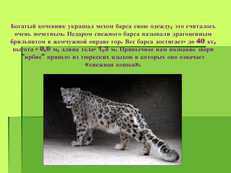 Сколько барсов. Снежный Барс вес. Длина тела снежного Барса. Длина тела и вес снежного Барса. Сколько весит снежный Барс.