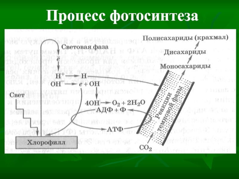 В реакциях фотосинтеза энергия света. Общая схема фотосинтеза. Схема фотосинтеза 10 класс биология. Световая фаза фотосинтеза таблица 9 класс. Процесс фотосинтеза.