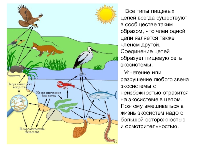 Презентация цепи питания биология 11 класс