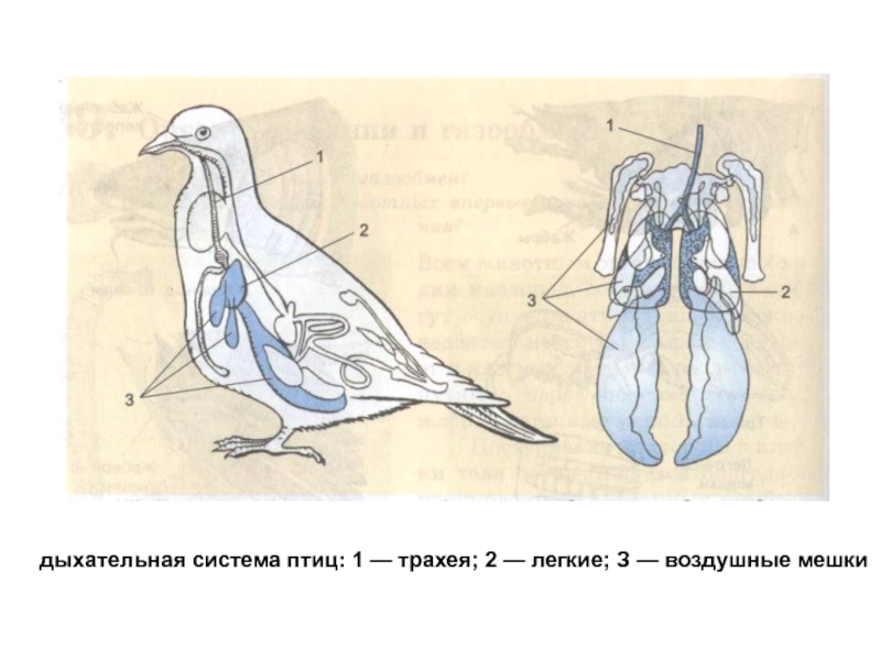 Органы дыхания у голубя картинки