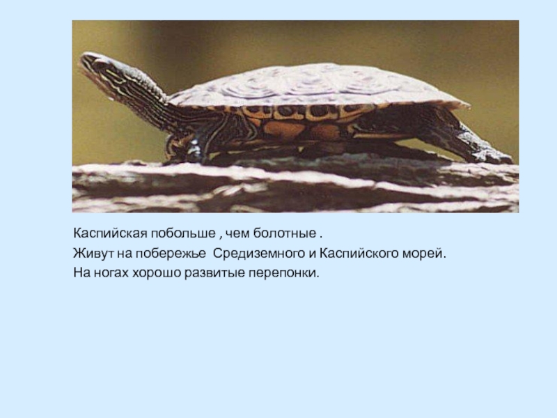 Презентация про черепаху. Каспийская черепаха презентация. Черепахи 7 класс биология. Черепахи презентация 7 класс. Доклад про черепаху.