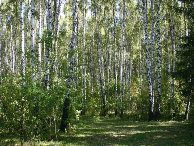 Хвойно березовый. Береза мелколиственная. Мелколиственные леса России. Мелколиственный лес. Хвойно-мелколиственные леса.