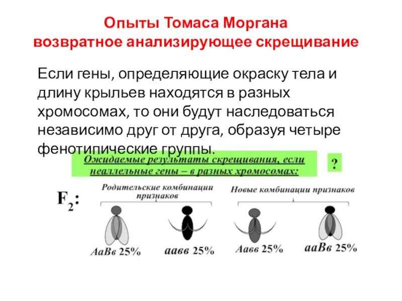 Опыты Томаса Моргана. Опыты т. Моргана: сцепленное наследование. Закон Томаса Моргана сцепленное наследование. Независимое и сцепленное наследование схема.