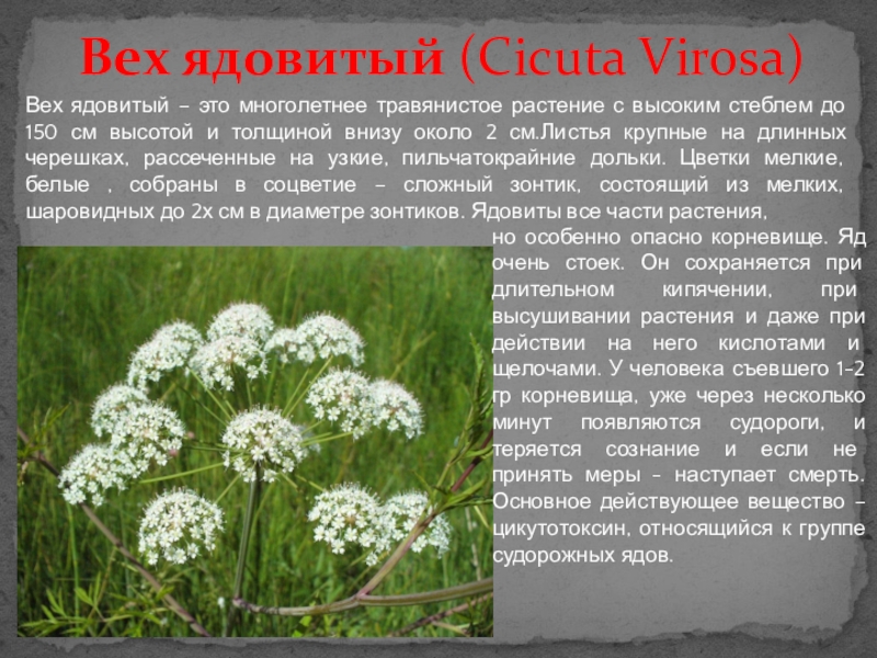 Цикута растение где растет в россии фото и описание