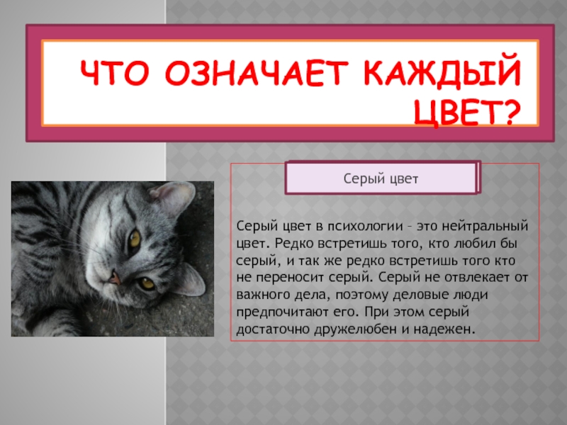 Что значит каждая. Коты серого цвета что обозначают. Что значит серый. Что означает серый цвет. Цвет котов что означает.