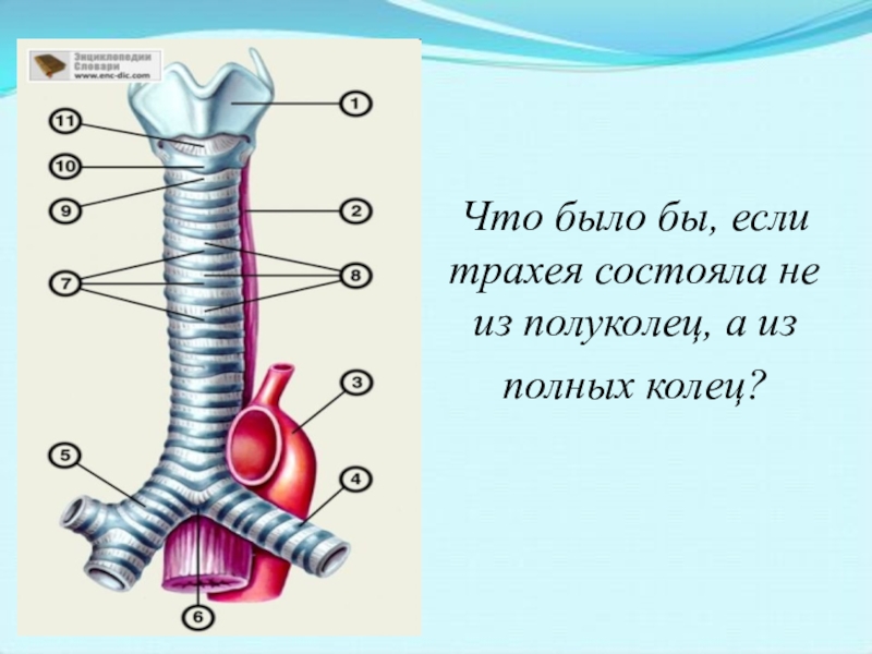 Трахея на рисунке человека