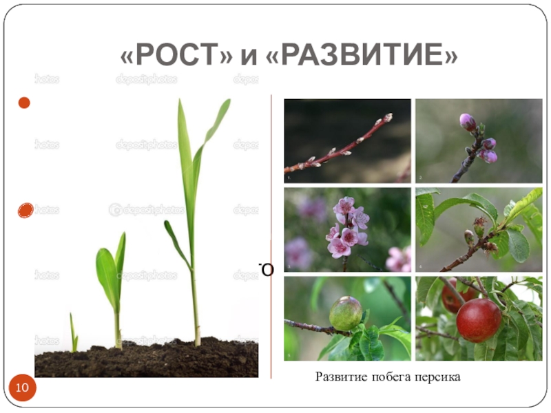 Определить растение по фото гугл