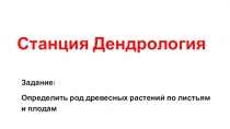Презентация на экологическую игру на станции Дендрология