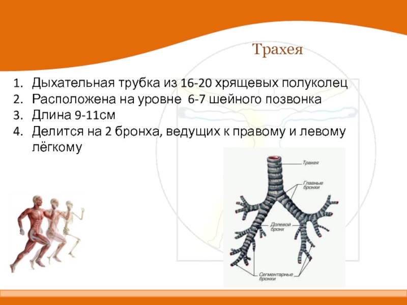 Функции трахеи в организме человека. Трахея трубка дыхательная. Трахея из хрящевых полуколец. Дыхательная трубка состоит из. Трахея и позвоночник.