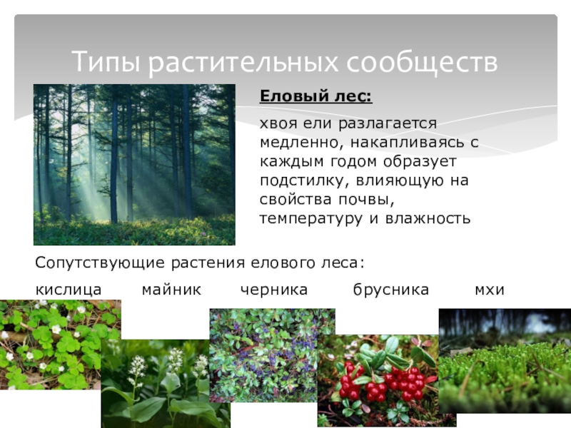 Разнообразие растительных сообществ. Типы растительных сообществ. Растения ельника. Растения которые растут в лесу. Растения сообщества лес.