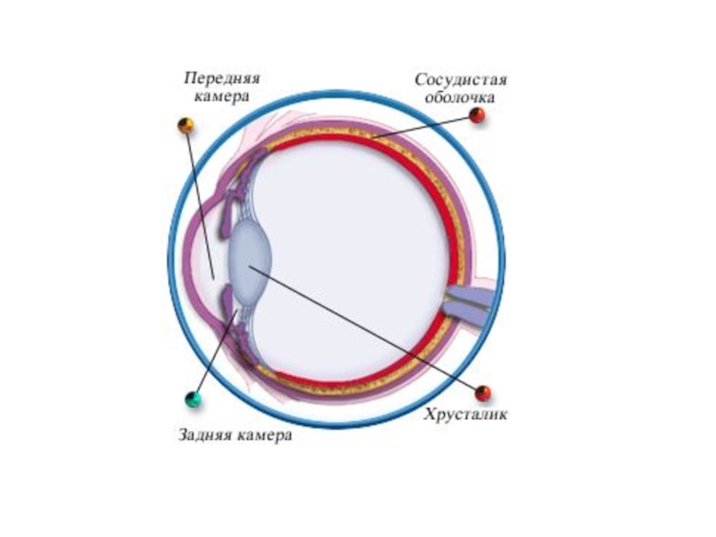 Презентация на тему зрительный анализатор 8 класс биология