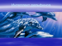 Презентация к уроку Окружающего мира Дельфины