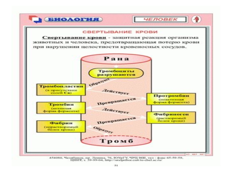 Схема свертывания крови 8 класс биология