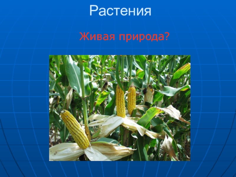 Урок растений. Живые растения. Трава это Живая природа. Растения часть живой природы. Растения не живые.