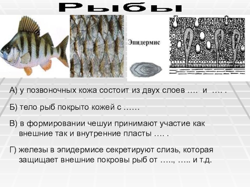 Как расположена чешуя на теле рыбы какое. Строение покровов позвоночных животных. Покровы рыб. Покровы тела рыб. Кожный Покров рыб.