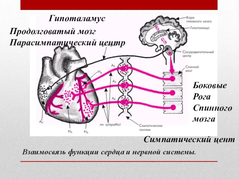 Сердечный центр в продолговатом мозге. Схема нервно-рефлекторной регуляции деятельности сердца. Симпатическая и парасимпатическая иннервация сердца. Регуляция работы сердца схема. Симпатическая иннервация сердца схема.