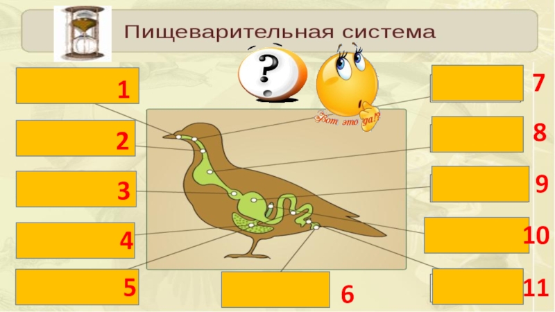 Контрольная по биологии 8 класс тема птицы