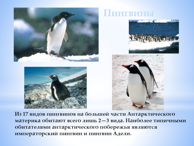Из 17 видов пингвинов на большей части Антарктического материка обитают всего лишь 2—3 вида. Наиболее типичными обитателями