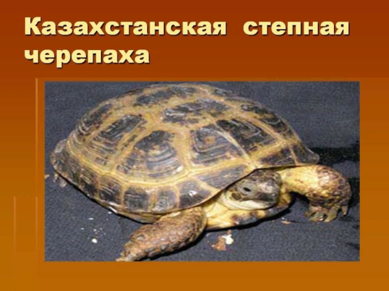 хорсфилд черепаха. панцирь степной черепахи. степная черепаха. среднеазиатская сухопутная черепаха. среднеазиатская черепаха agrionemys.
