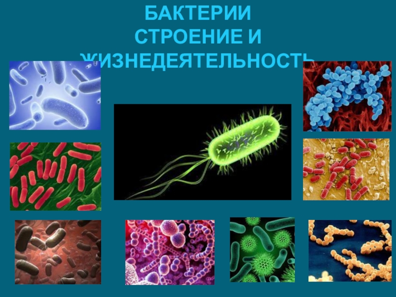 Проект бактерии презентация