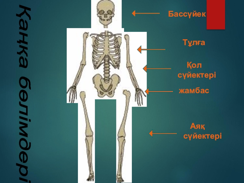 Адам анатомиясы презентация