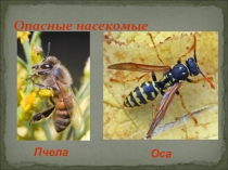 Презентация для учащихся начальных классов на тему Укусы насекомых