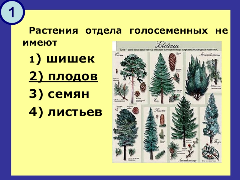 Контрольная работа по теме голосеменные растения