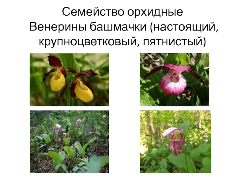 Семейство орхидные  Венерины башмачки (настоящий, крупноцветковый, пятнистый)