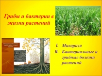 Презентация по экологии Грибы