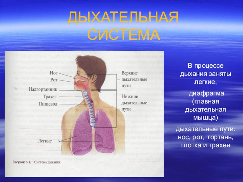 Какие органы принимают участие в дыхании. Система органов дыхания человека 3 класс. Сообщение на тему дыхательная система человека 3 класс. Дыхательная система система биология 8 класс. Окружающий мир организм человека 3 класс дыхательная система.