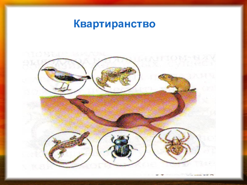 Квартиранство тип взаимоотношений. Паразитизм квартиранство. Животные квартиранты. Квартиранство в биологии примеры. Взаимосвязи животных в природе квартиранство.