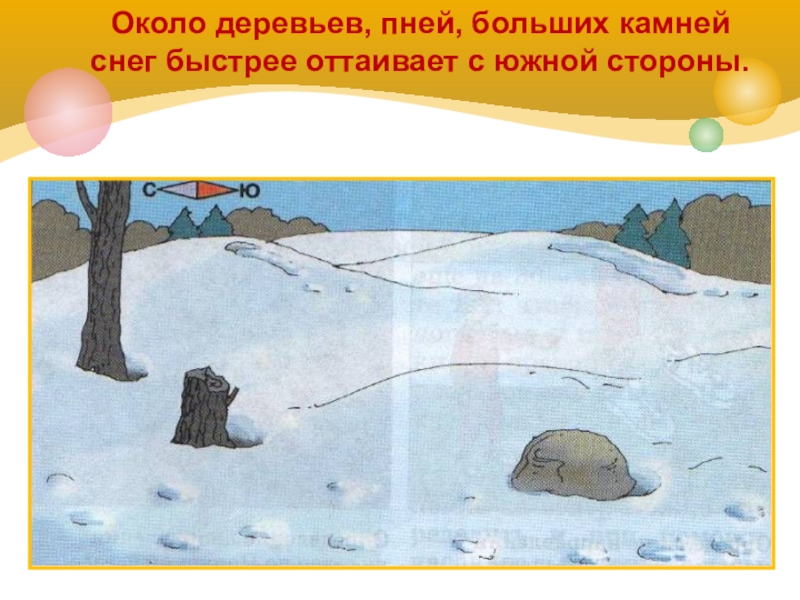 Вблизи недотаявшего сугроба у большого трухлявого пня план