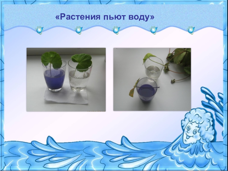 Нужна ли растению вода. Опыты с водой и растениями. Опыты с растениями. Опыты с растениями для детей. Растения пьют воду.
