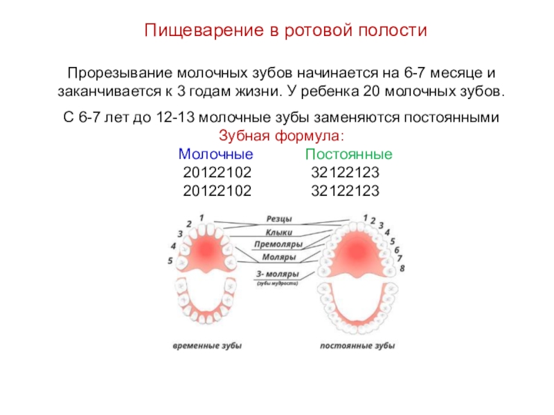 Болезни прорезывания зубов презентация