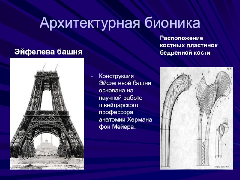 Бионика презентация по биологии