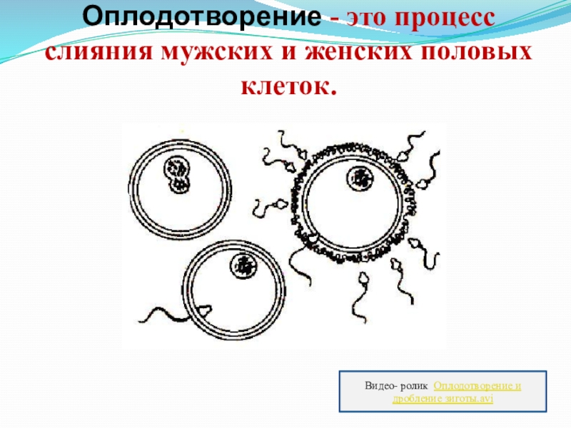 Рисунок процесса оплодотворения