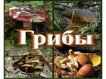 Презентации по мир природы и человека Грибы, грибочки
