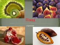 Презентация по биологии на тему плод