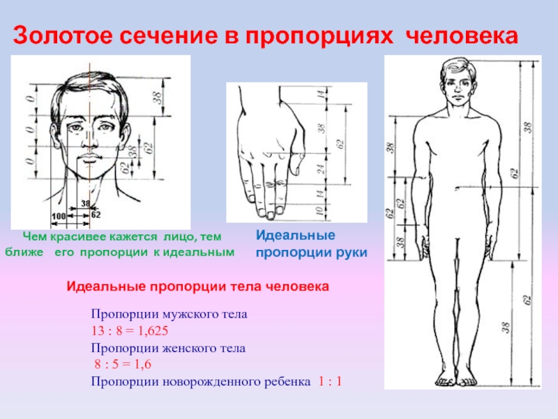 Пропорции какая должна быть. Пропорции человека. Золотое сечение человека пропорции. Золотое сечение в пропорциях человеческого тела.