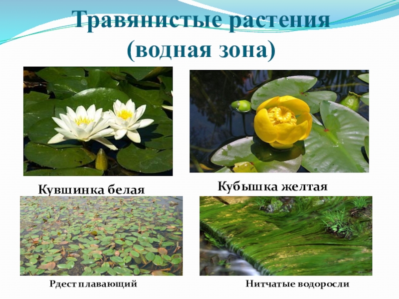 Список водных растений. Водное травянистое растение. Растения гидрофиты. Наземно водные растения. Кувшинка травянистое растение.