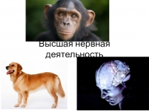 Презентация по биологии на тему ВНД (8 класс)