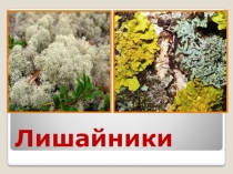 Презентация по биологии на тему Лишайники-сфинксы( 6 класс)