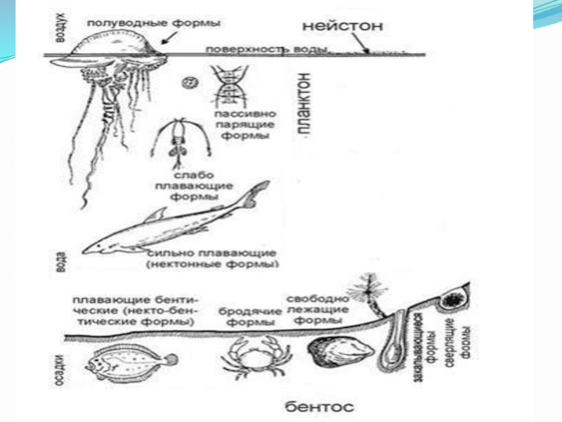 Бентос планктон нектон схема
