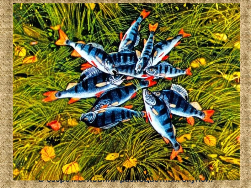 медведь бежит. лови цветные. разноцветные окуни. озёрный цветной окунь. красивые рыбы в воде.