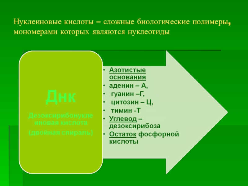 Биологические имена. Биологические полимеры.