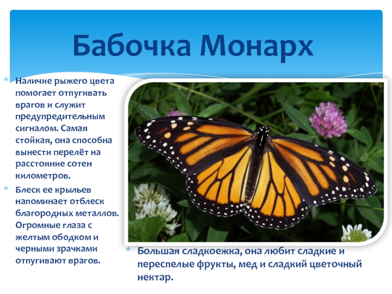 Рассказ о бабочках 2 класс