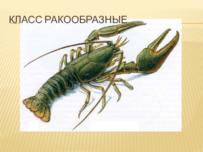 Доклад: Низшие ракообразные