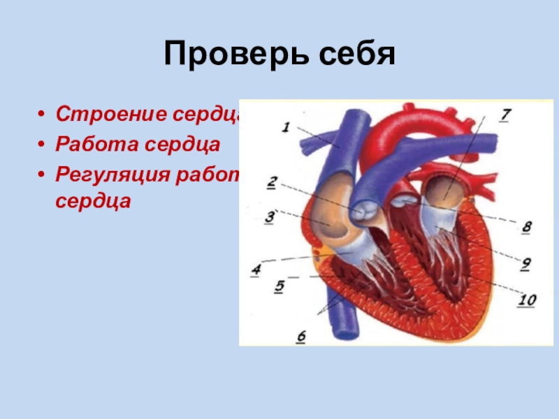 Строение и работа сердца