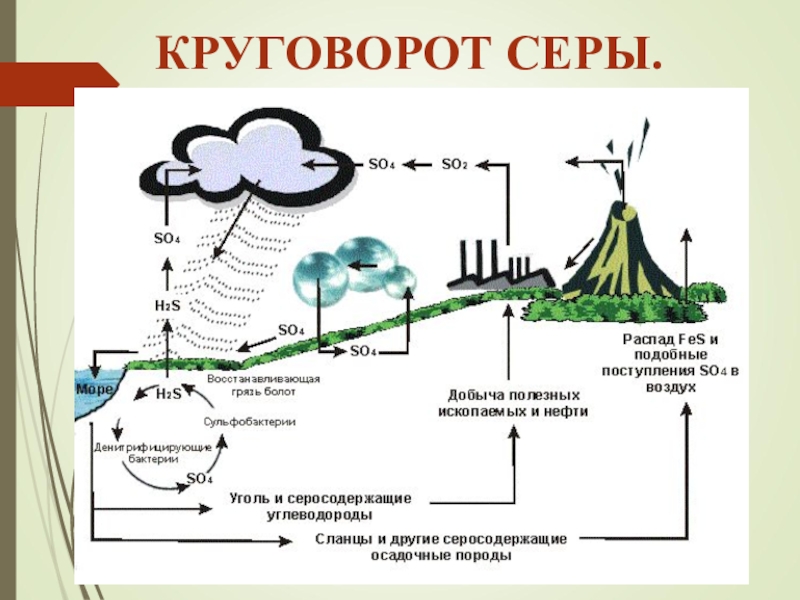 Презентация по биологии 9 класс круговорот веществ в биосфере